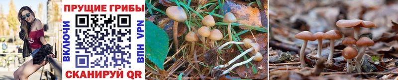 Галлюциногенные грибы MAGIC MUSHROOMS  Малгобек 
